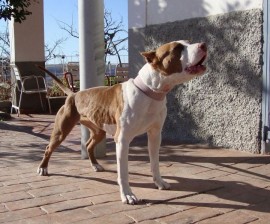 Zeron´s Pit Bull fara